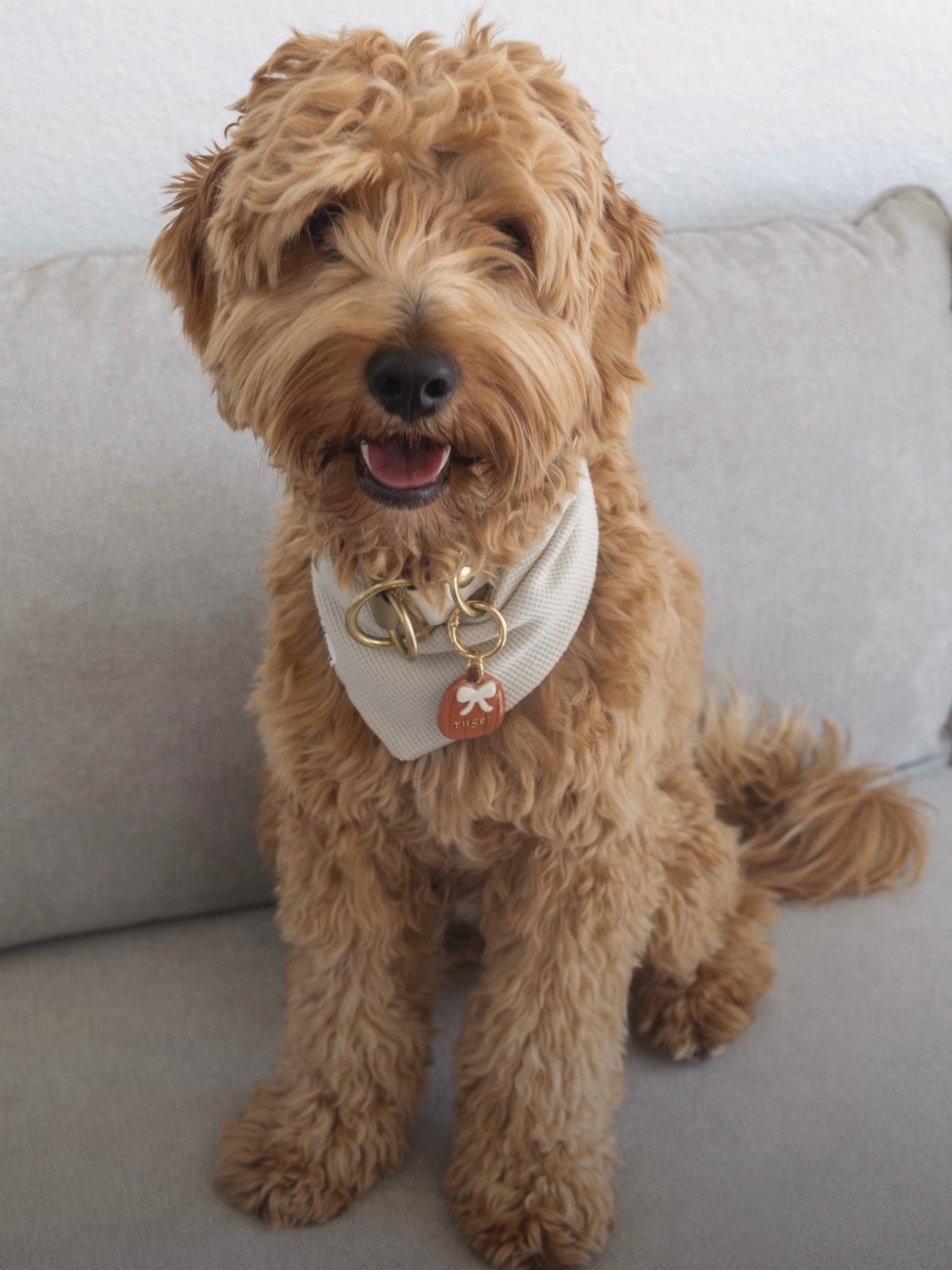 pretty lil' pumpkin | clay pet id tag