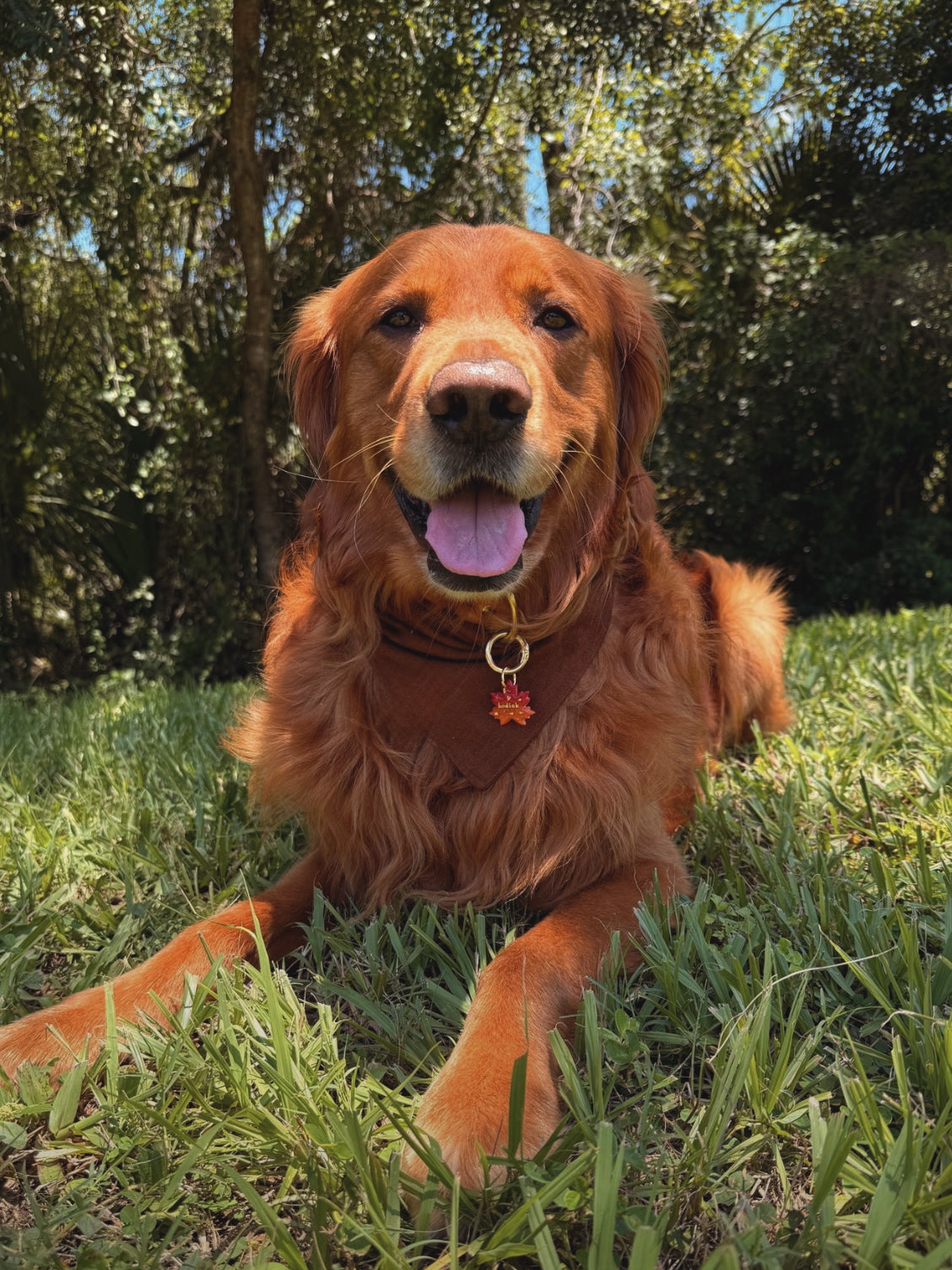 orange maple leaf | clay pet id tag