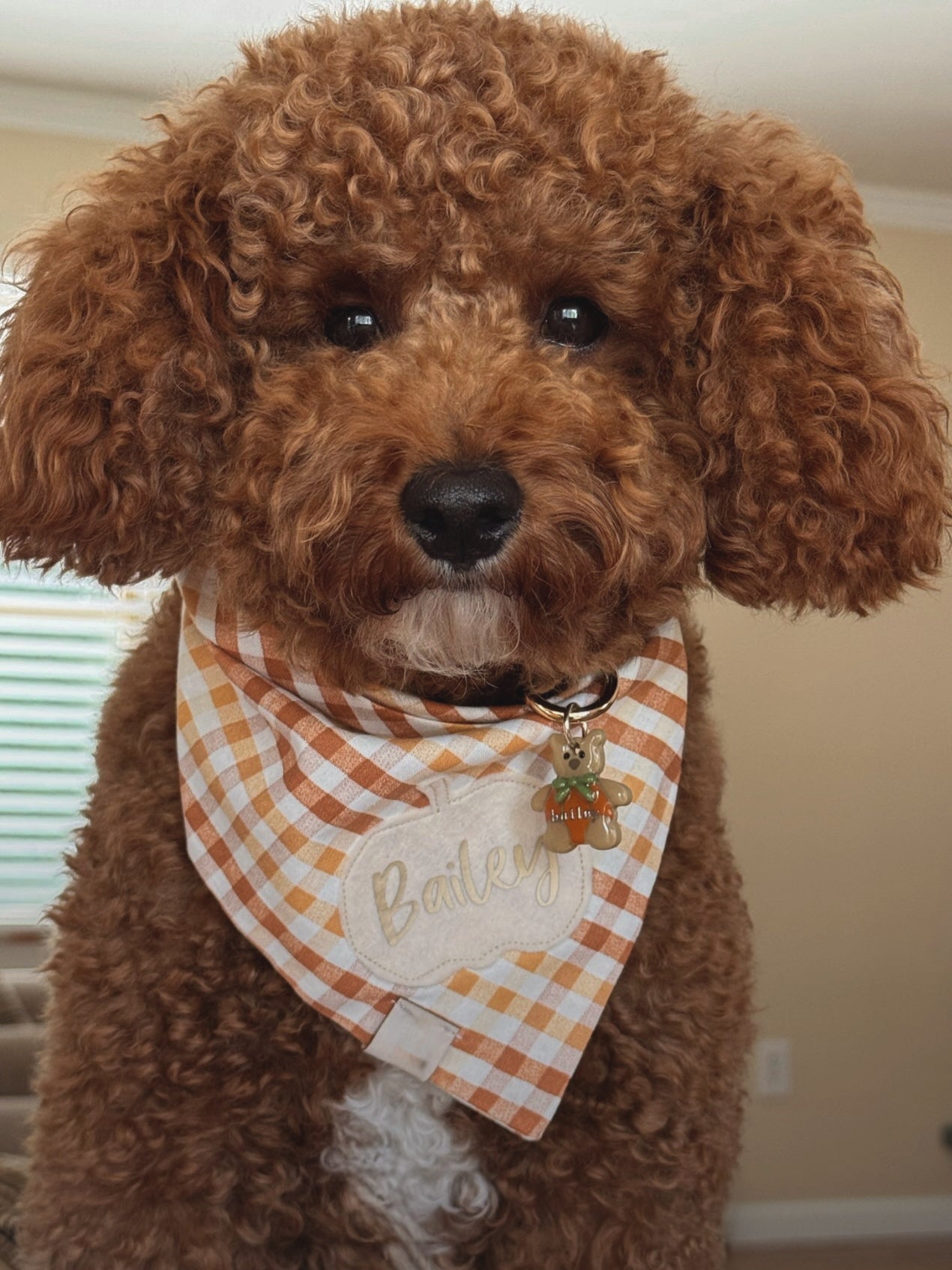 pumpkin teddy | clay pet id tag