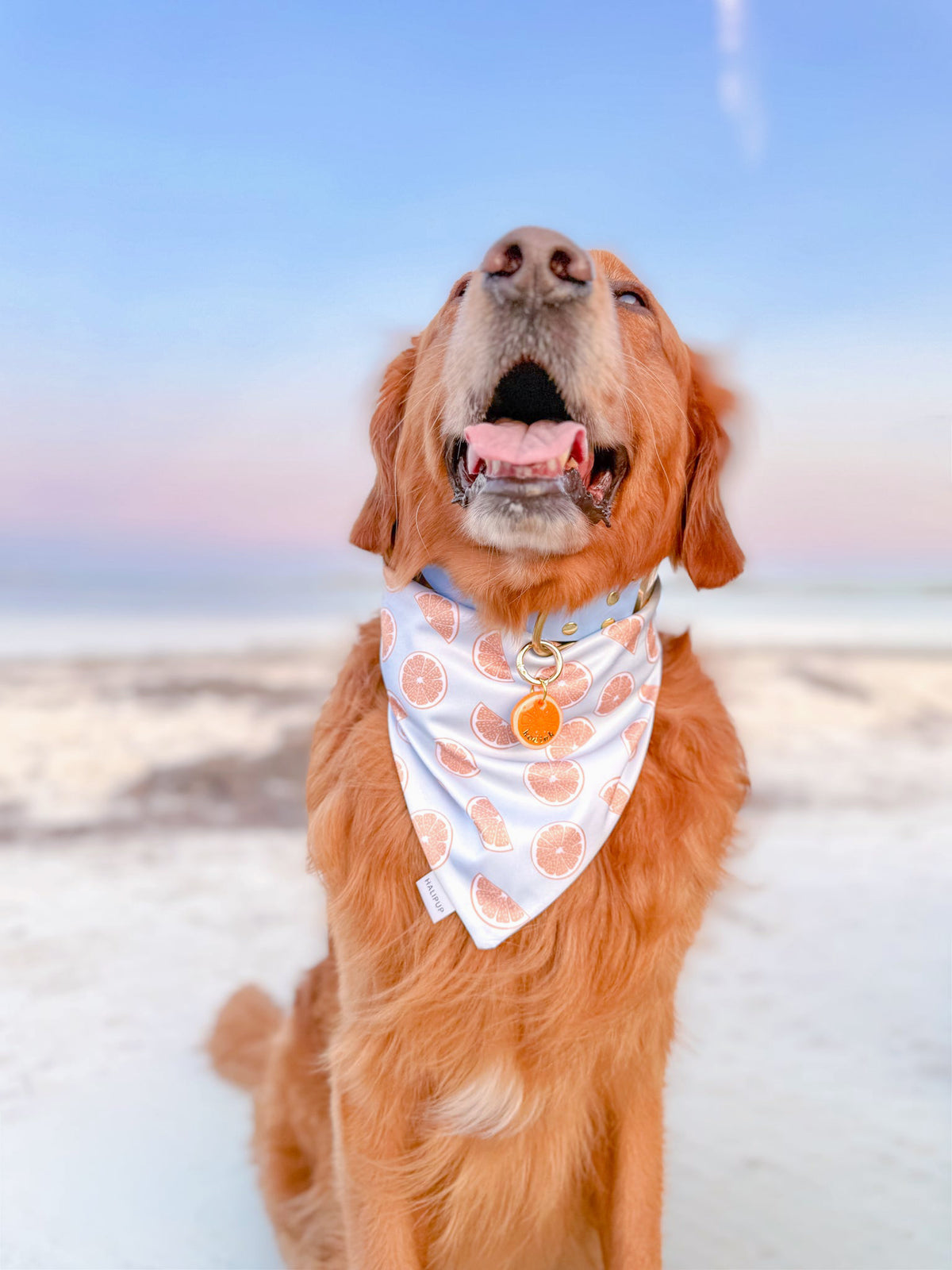 Orange | Clay pet id tag