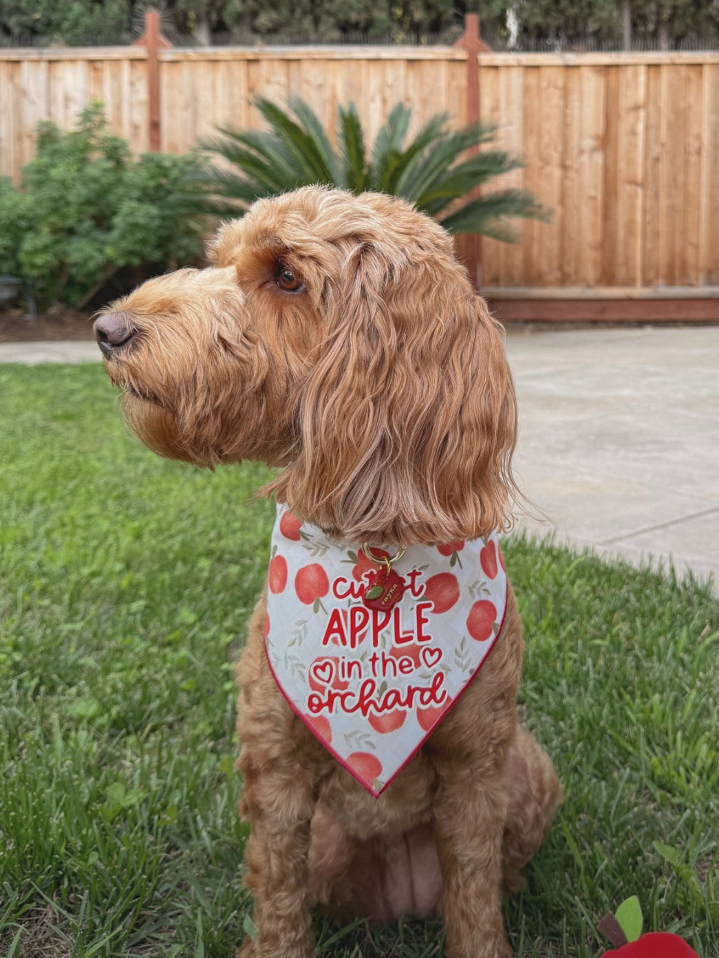 crisp apple | clay pet id tag